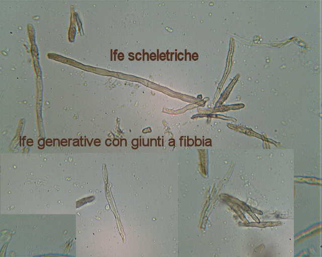 Escursione in cipresseta - 2